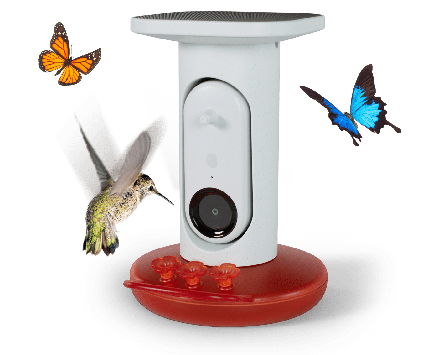 Birdbuddy Smart Solar Pro Bird Feeder Connect with Nature AI-Powered Bird Watching in Your Backyard